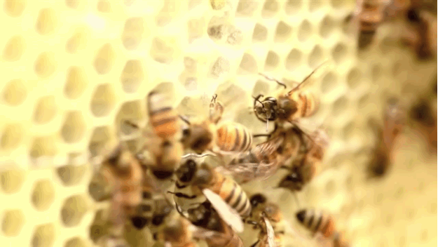 Urban beekeeping: It's a thing. And with Bee API, city-dwelling beekeepers can remotely manage their apiaries (or, as we call them, hives) via the Internet of Things, and even rent them out to others — so we can all harvest that sweet, sweet honey.