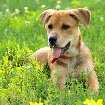 10 Adorable Reminders For The Busy Dog Owner