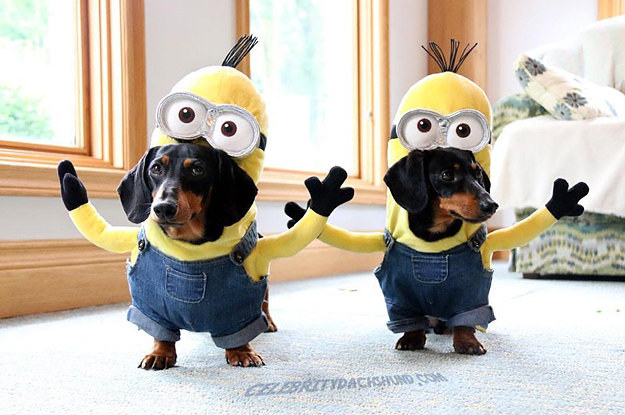 hilarious-pair-of-dachshunds-wearing-minions-cost-2-23322-1435722349-0_dblbig.jpg