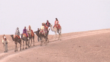 You are LuAnn, and the semester is the camel trying to buck you off.