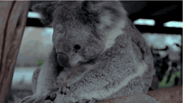 Joeys are the size of a jelly bean when they're born and usually spend the first six months inside their mother's pouches.