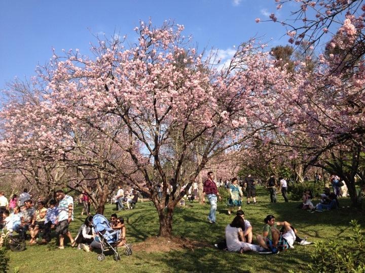 De dia, apreciando a beleza das cerejeiras japonesas em plena São Paulo e, de noite, na maior curiosidade com as garotas de programa que exibiam seus atributos na Afonso de Sampaio e Souza.