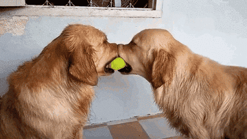 38 Times Golden Retrievers Were The Absolute Best