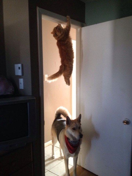 Smooth moves from a smooth cat. After successfully avoiding the lasers that set off alarms, this cat missed the security by a hair.