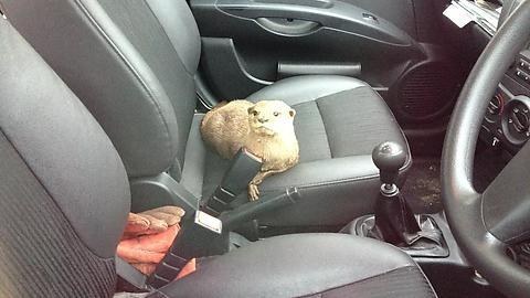After stints as a drag racer, this guy knows how to get away from the cops.