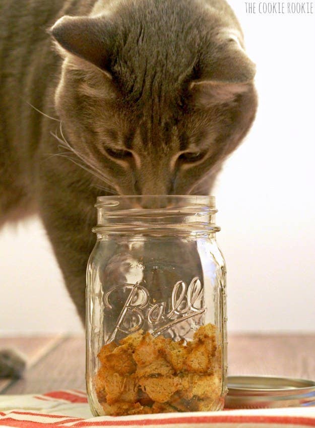 Tuna Catnip Cat Treats Recipe Dandk Organizer