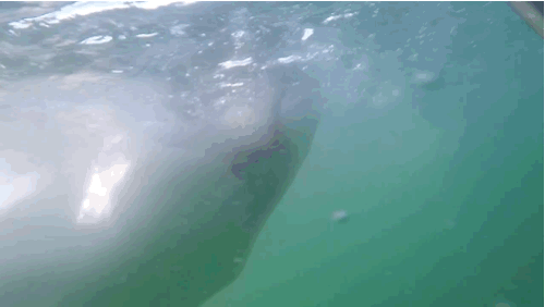 Petroski told BuzzFeed they saw eight different kinds of sharks. She's down in South Africa volunteering at Cango Wildlife Ranch, working with the Cheetah Preservation Foundation. This trip was just for fun, but it seemed more TERRIFYING than anything else.