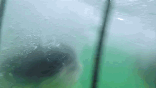 Petroski told BuzzFeed, "The round buoy attached to the side of the cage was bent in half. Some of the lining of the outside blue barrier bar was bitten through as well."