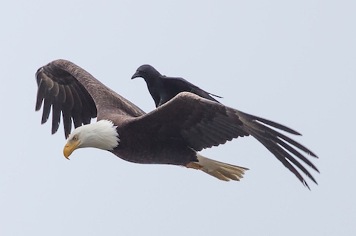 A Photographer Captured The Amazing Moment A Crow Hitched A Ride On An Eagle