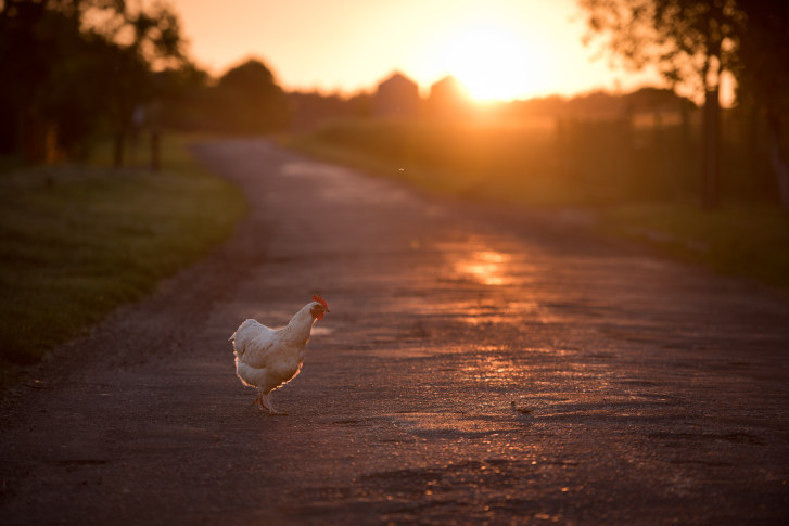 Why did the chicken cross the road by Gr8bitgames for Short Story