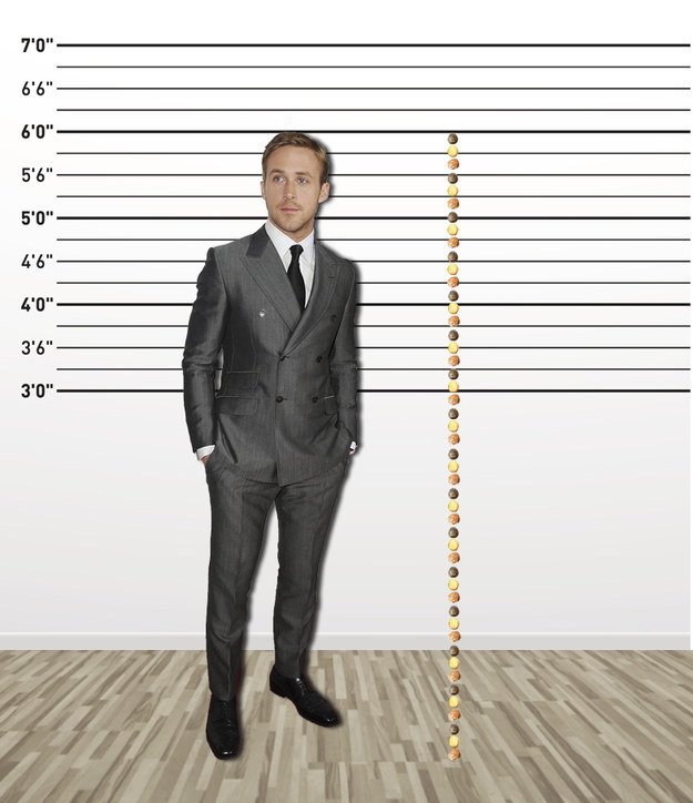 We Measured Some Of Your Favourite Celebrities In Timbits