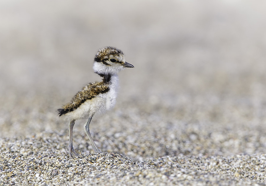 12 Baby Animals Who Are Waiting For Your Arrival In SW Florida