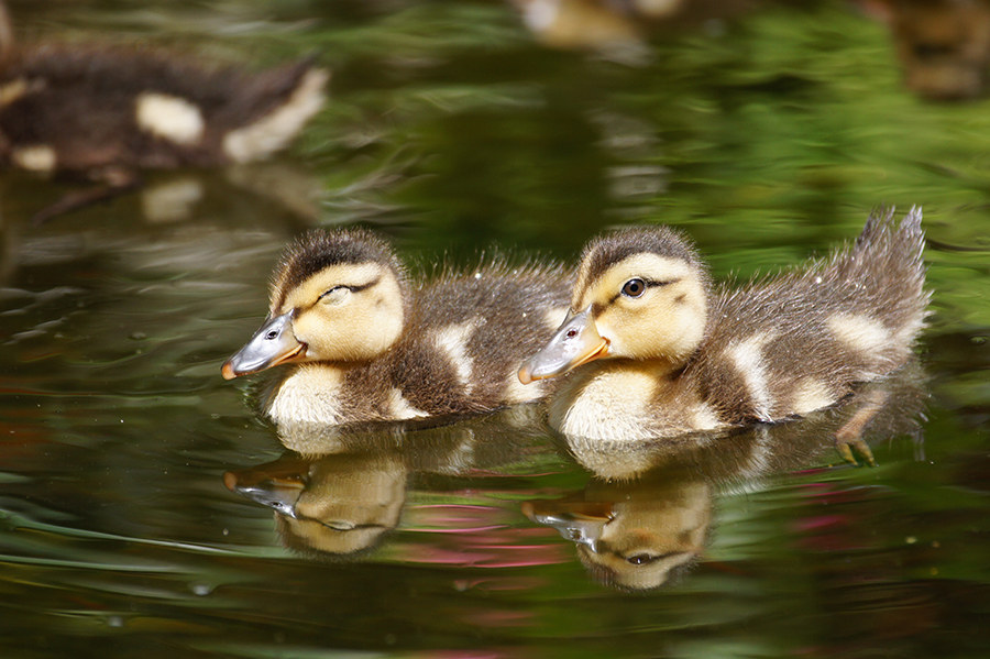 12 Baby Animals Who Are Waiting For Your Arrival In SW Florida