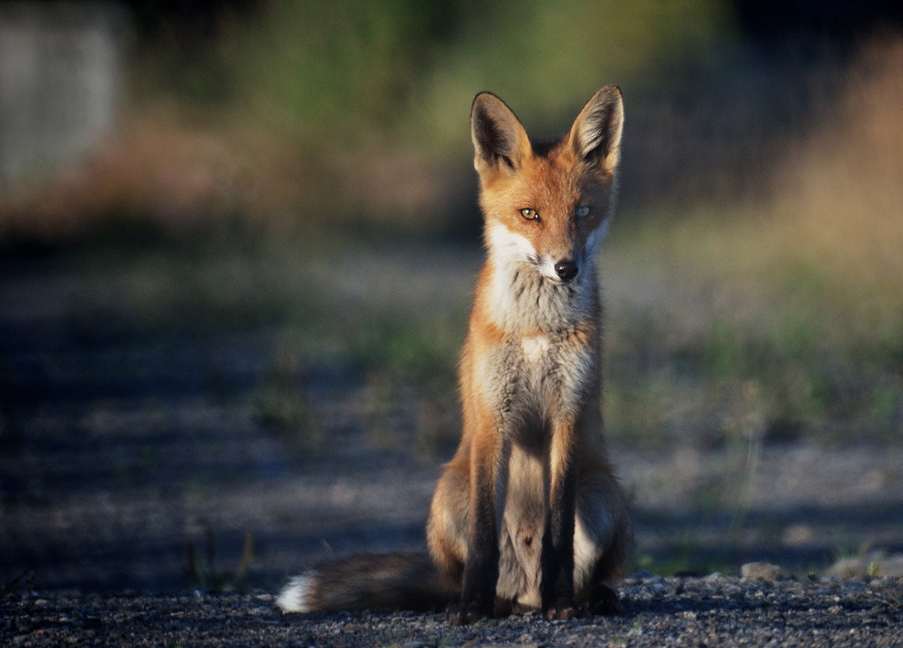 17 Happy Foxes Who Are Celebrating The Fox-Hunting Ban