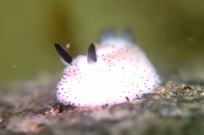 sea rabbit plush