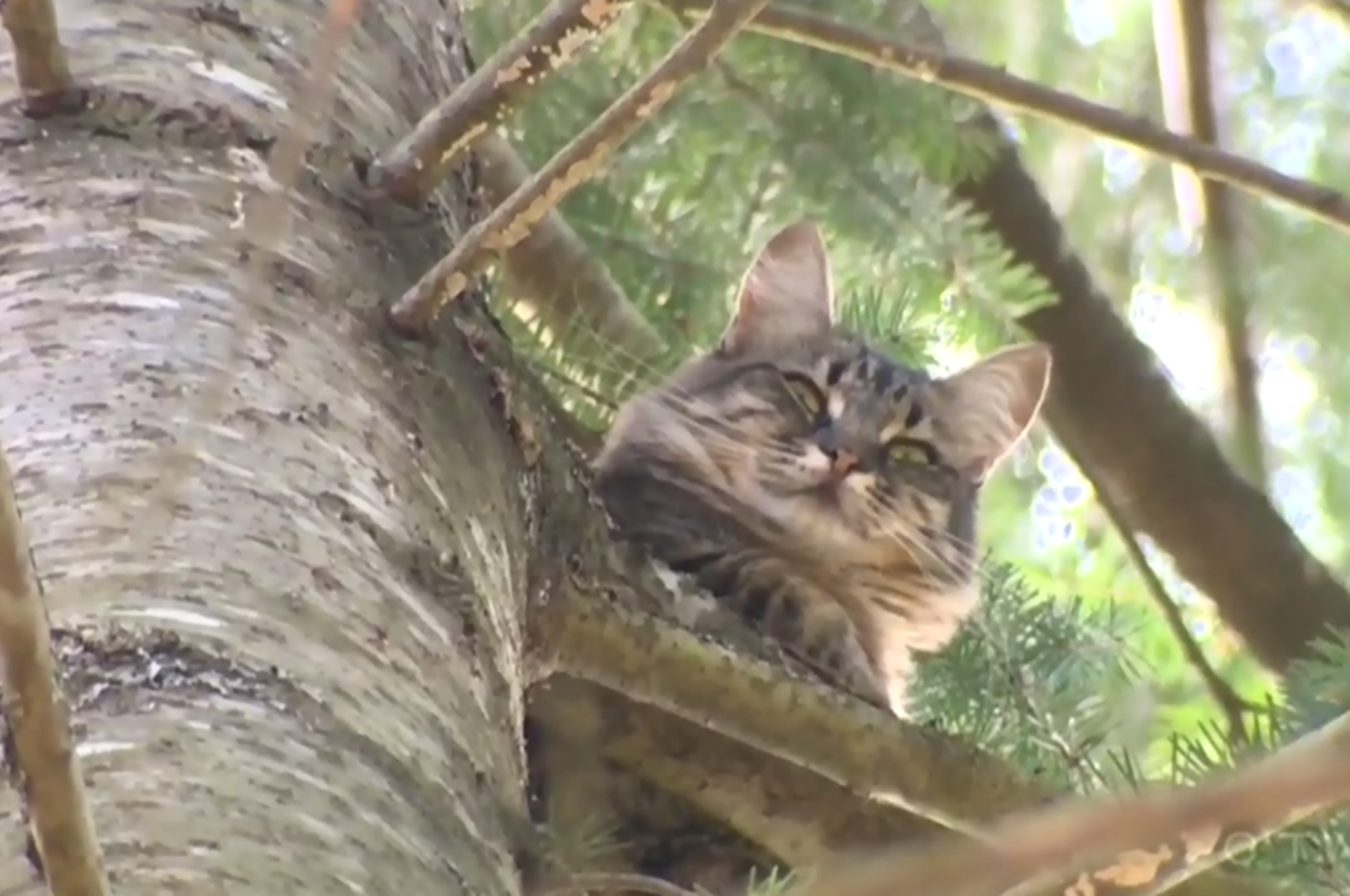 A Cat Spent Four Days Stuck In A B.C. Tree Until A Hero Got Her Down