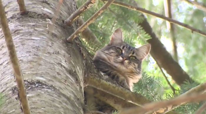 A Cat Spent Four Days Stuck In A B.C. Tree Until A Hero Got Her Down