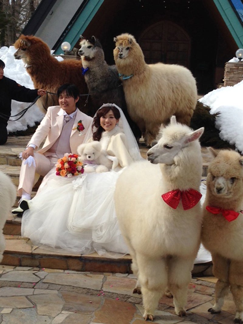 There's A Hotel In Japan Where You Can Rent An Alpaca To Be At