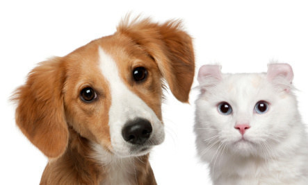 "Many people simply assume that animals act consciously and base their belief on their own domestic animals or pets."