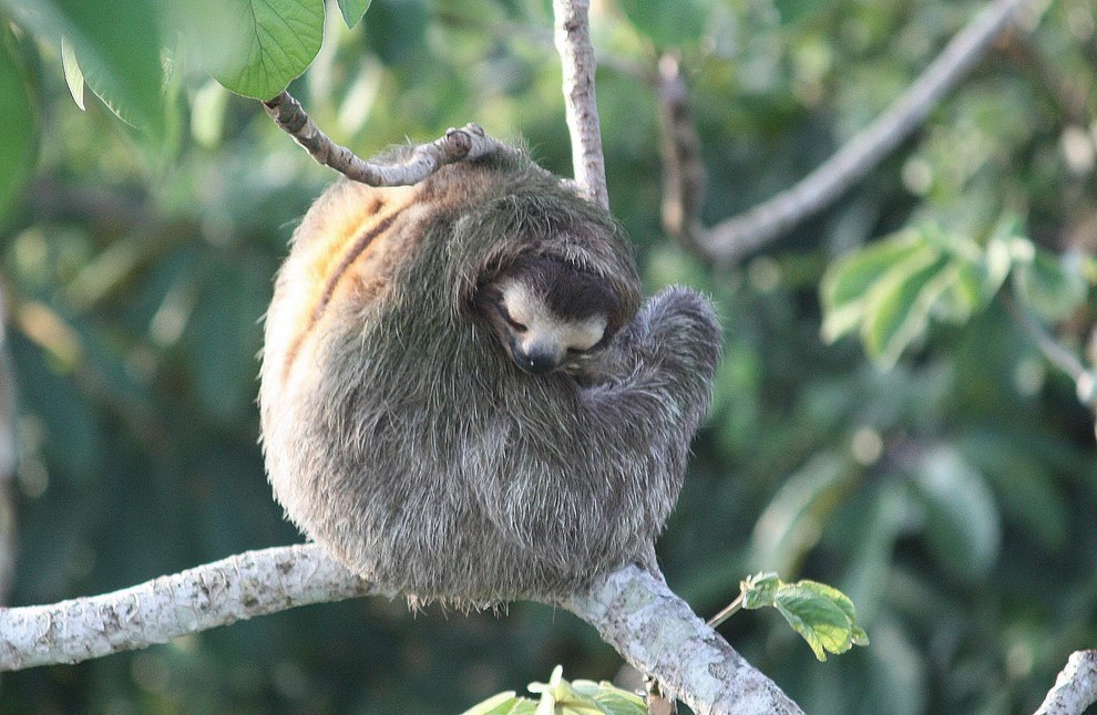 sloth in spanish