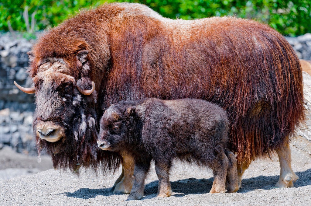 What Animals Do Canada Have