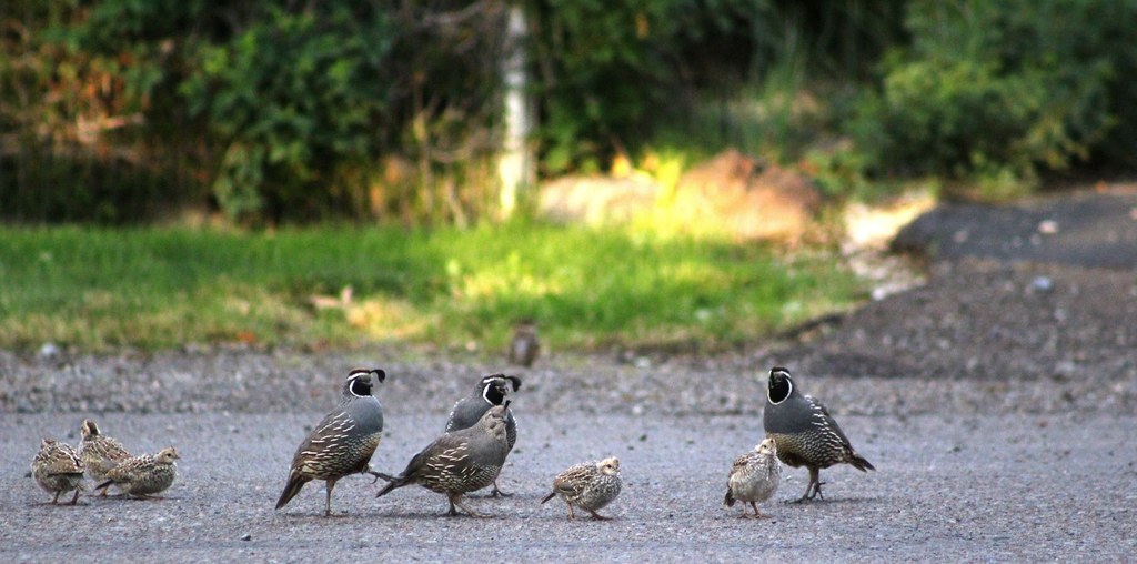 This group of quails and their chicks were seen strolling at Modoc National Wildlife Refuge.