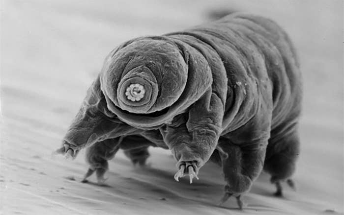 Whoa! If Pocahontas was a water-dwelling, segmented micro-animal, she wouldn't even need a canoe!