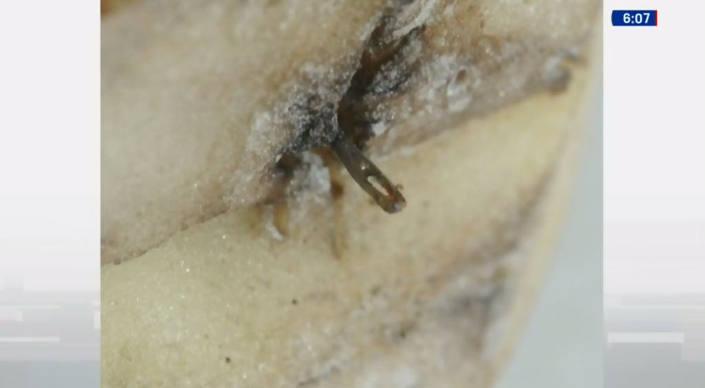 The National Post interviewed locals and discovered a range of theories about who was puncturing potatoes: "the culprit was a disgruntled former employee; a crazy person; teenagers up to no good; or a wild-eyed environmentalist."Meanwhile, the Potato Board increased its reward from $50,000 to $100,000.