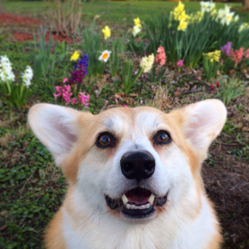 19 Dogs Who Didn't Fart, Please Believe Them