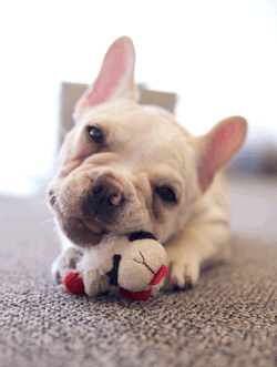 "Can you just put down the toy for one second while we take this photo?"