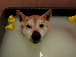 "Okay, we got you this tub of water. For whatever reason. And now you want tge duck and you'll smile? Put it on your head? Fine."