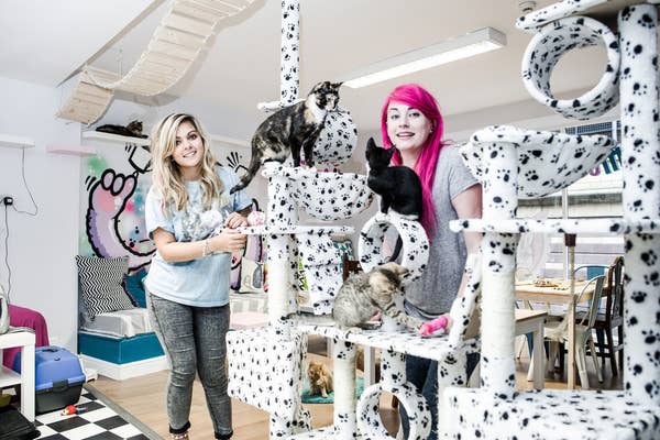 There Is A Cat Cafe In Newcastle And It S Purr Fect