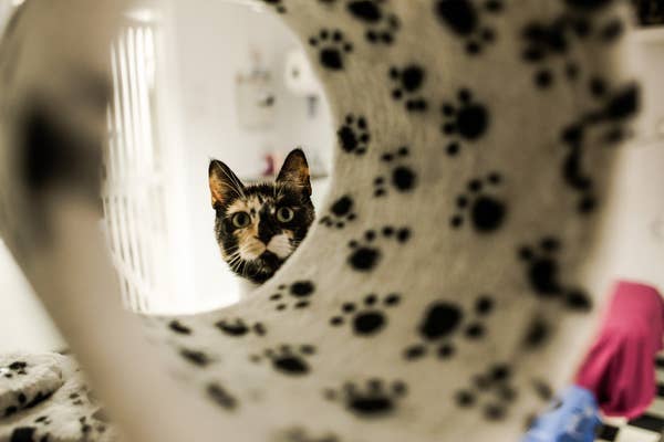 There Is A Cat Cafe In Newcastle And It S Purr Fect