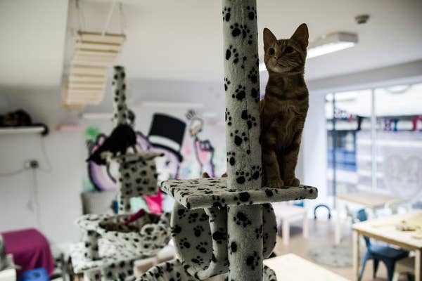 There Is A Cat Cafe In Newcastle And It S Purr Fect