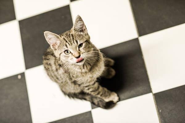 There Is A Cat Cafe In Newcastle And It S Purr Fect