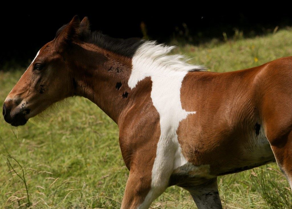 This Baby Horse Was Born With A Patch Of Hair That Looks Like His Twin