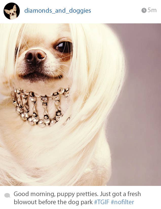 13 Dogs That Are More Fashionable Than You