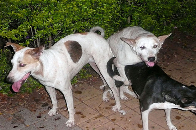 Dog mating funny hot sale