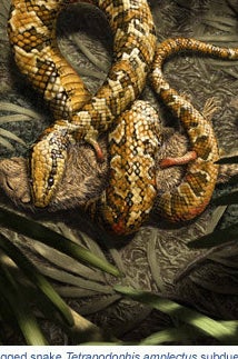 An artist&#x27;s interpretation of the snake.