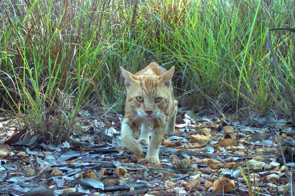 Brigitte Bardot Doesn T Want Australia To Kill Two Million Cats