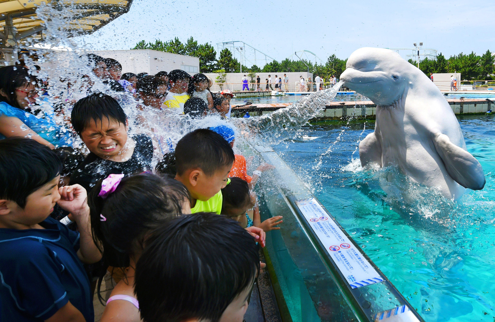 A beluga whale sprays water towards visitors during a summer attraction at the Hakkeijima Sea Paradise aquarium in Yokohama, Japan.