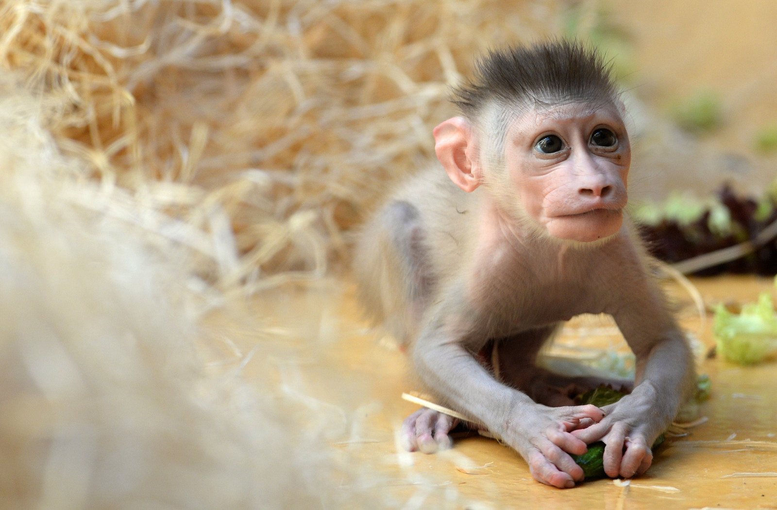 A baby Drill monkey named Pinto plays in an enclosure at the zoo in Munich, Germany. The male monkey was born on June 24, 2015 at the zoo and is the third baby of 10 year-old Kaduna.
