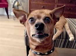 Yeah, you forgot to let Taco out of the room before you hot-boxed it. Hopefully this look of utter bewilderment wears off about the time your munchies do.