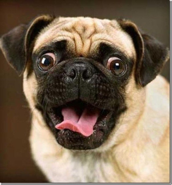 We're all familiar with this look of overwhelmed joy. Your dog is a pea in a pod, figuratively.