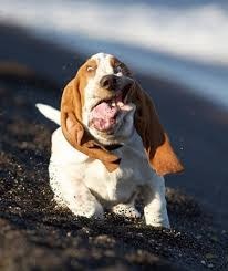 Every once-in-awhile, your dog will make a face so unexpected that there's no other way to categorize it.