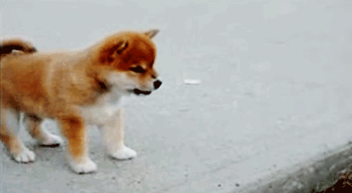 The little paws!