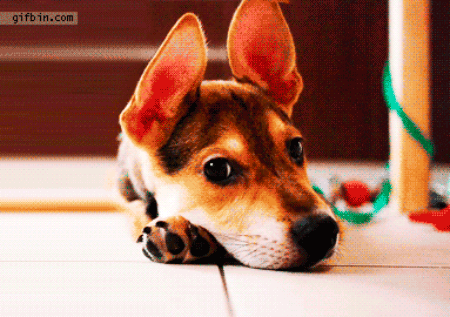 Puppies are good listeners and make excellent therapists.