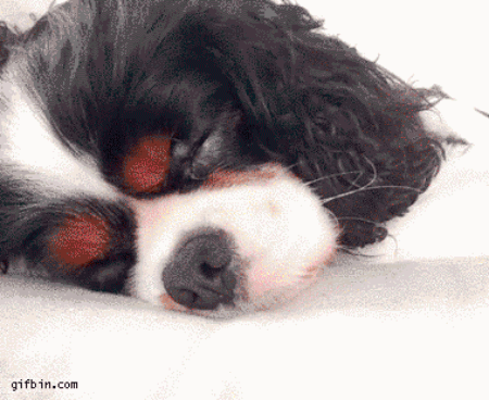 Puppies are just like us!