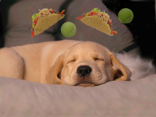 Puppies mostly dream of meat-food and games.