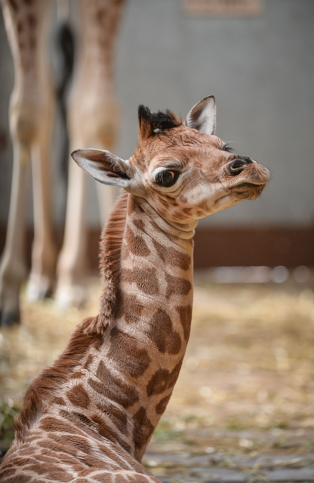 What Do You Call A Baby Giraffe